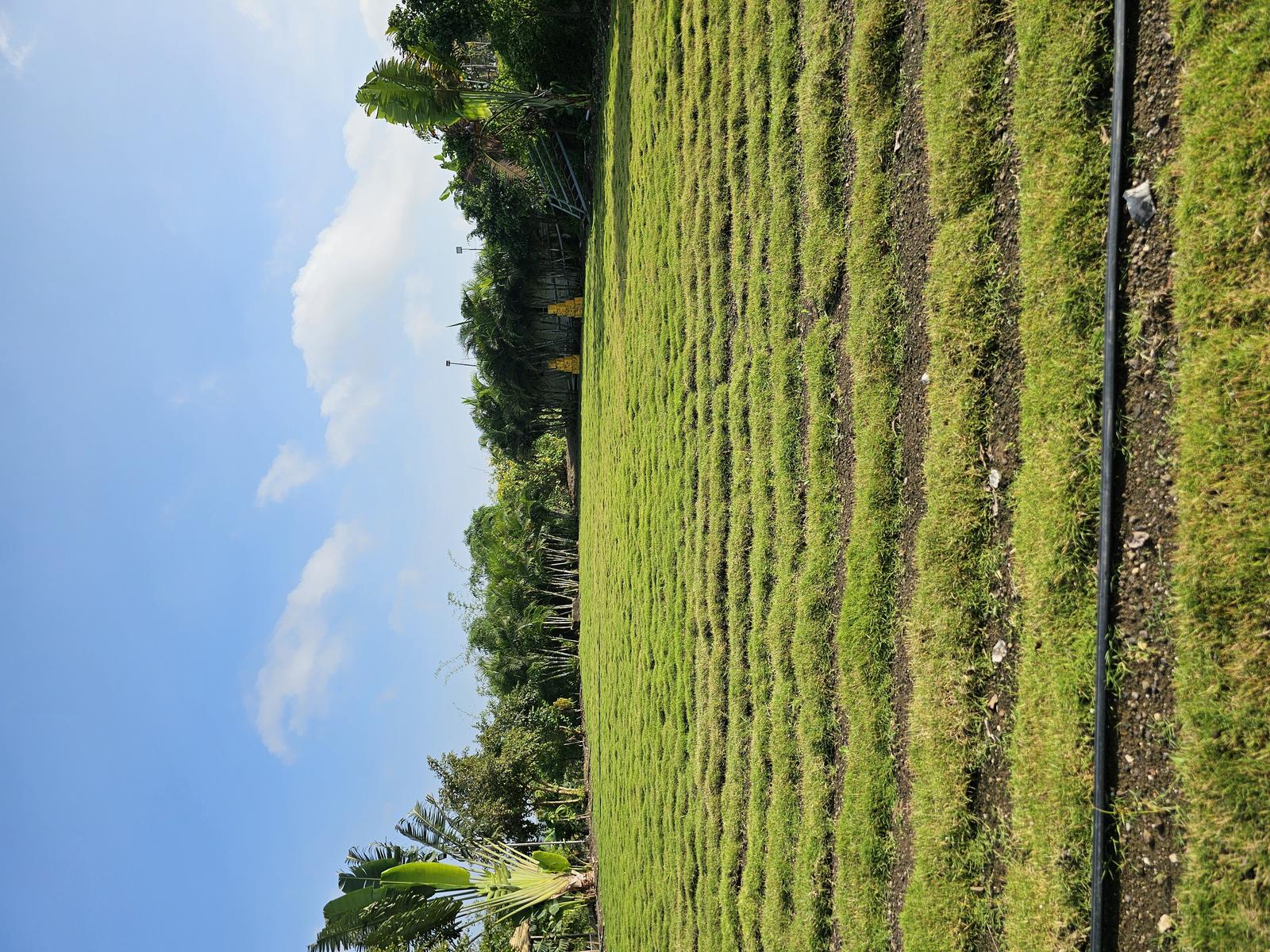 Lawn and swing
